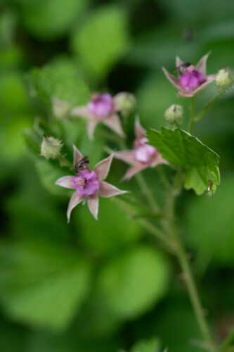 small-leaf bramble