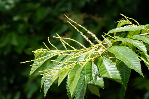 Japanese Chestnut