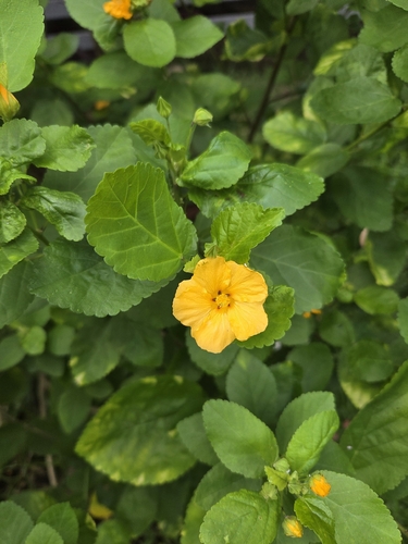 Sida fallax observed 2026-05-27