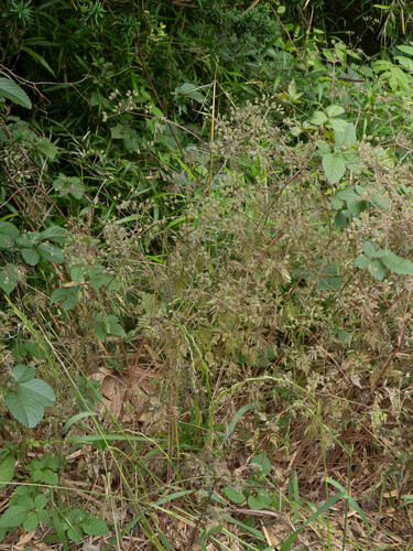 Torilis scabra observed 2026-05-25