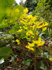 Epimedium × perralchicum