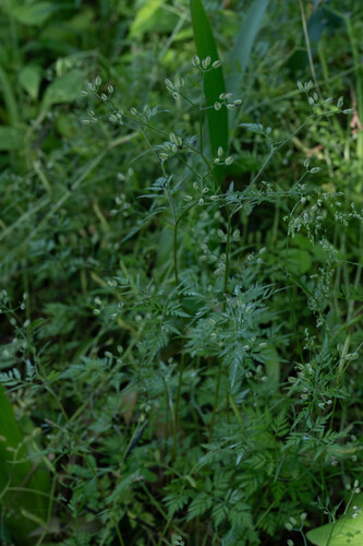 Torilis scabra observed 2026-05-12