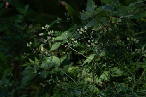 Torilis scabra observed 2026-05-12