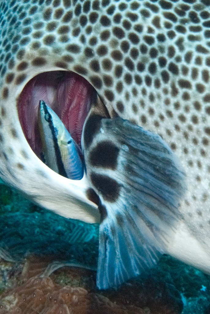Bluestreak cleaner wrasse