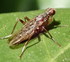 Norellia spinipes