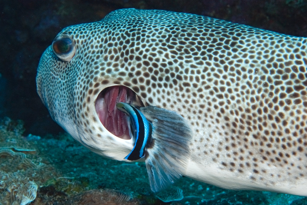 Cleaner wrasse cleaning inside a pufferfish's gill area