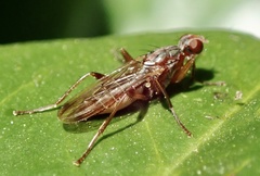 Norellia spinipes
