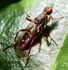 Norellia spinipes