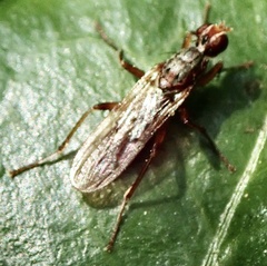 Norellia spinipes