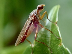 Norellia spinipes