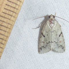 Maliattha concinnimacula