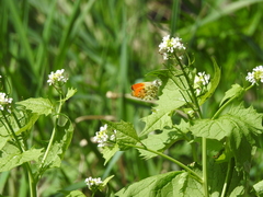 Anthocharis cardamines