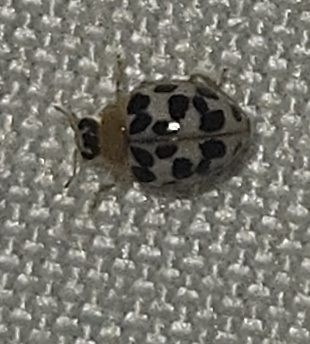 Small-spotted Fairy Lady Beetle photo 4