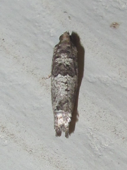 Pseudexentera knudsoni