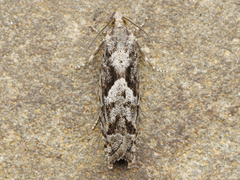 Pseudexentera spoliana