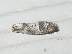 Pseudexentera knudsoni