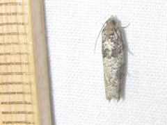 Pseudexentera knudsoni