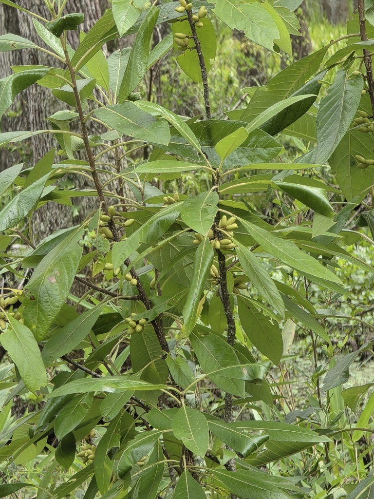 Foto de Leitneria floridana