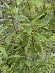 Leitneria floridana