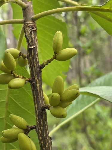 Leitneria floridana, photograph 2