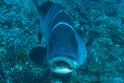 Plectorhinchus playfairi observed 2026-05-13