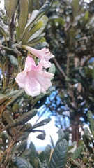 Tabebuia berteroi