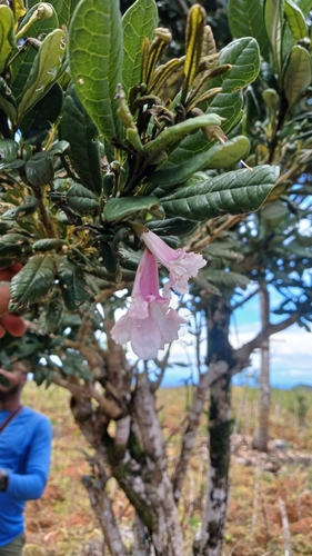 Tabebuia berteroi, photograph 2