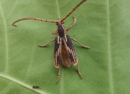 Xoanodera striata, 2026-05-27