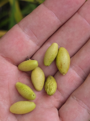 Leitneria floridana, photograph 3