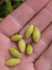 Leitneria floridana, photograph (c) Scott Allen Davis, some rights reserved (CC BY)