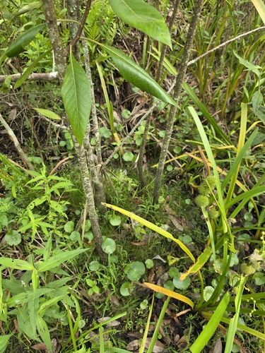 Leitneria floridana, photograph 4