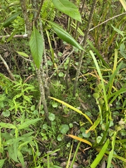 Leitneria floridana, photograph (c) Scott Allen Davis, some rights reserved (CC BY)
