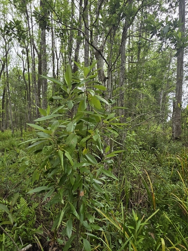 Leitneria floridana, photograph 5