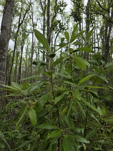Leitneria floridana, photograph 6