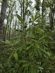 Leitneria floridana, photograph (c) Scott Allen Davis, some rights reserved (CC BY)