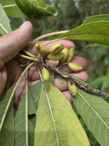 Foto de Leitneria floridana