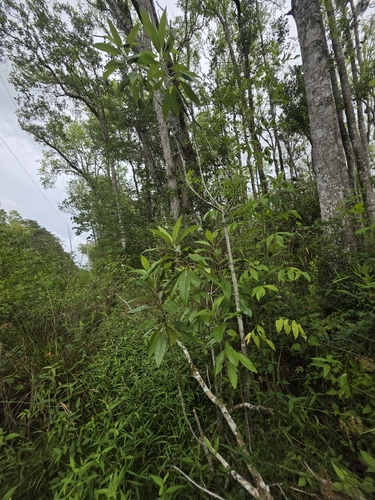 Foto de Leitneria floridana