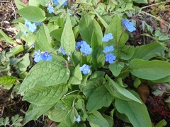Omphalodes verna