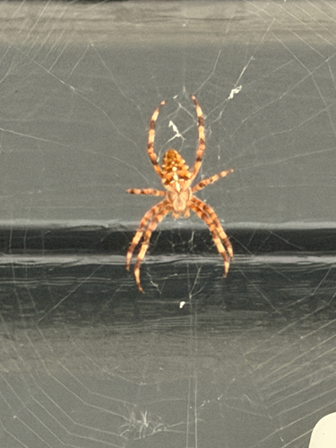 Cross Orbweaver