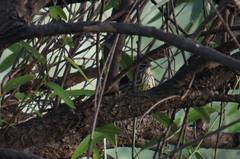 Parkesia noveboracensis