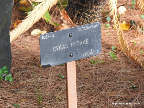 Cycas petraea