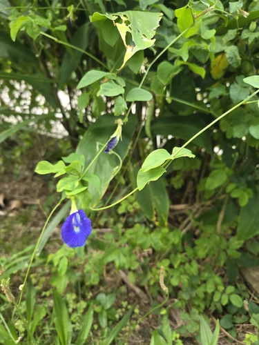 Clitoria ternatea observed 2026-05-27