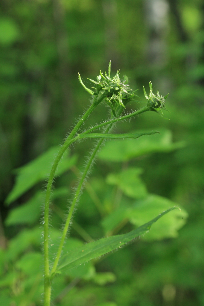Saussurea umbrosa