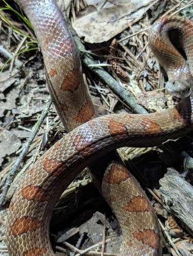 Mole Kingsnake