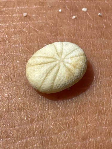 Echinoneus cyclostomus observed 2026-05-27