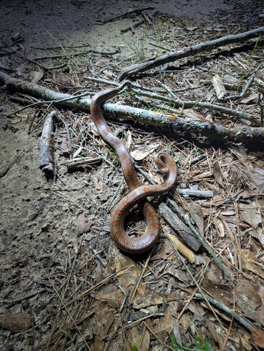 Mole Kingsnake