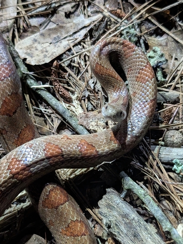 Mole Kingsnake