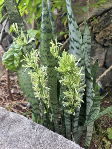 Dracaena trifasciata, 2026-05-27