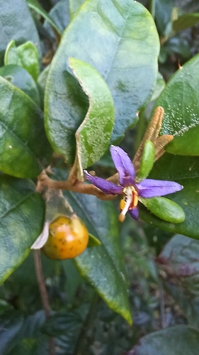 Solanum dendroicum