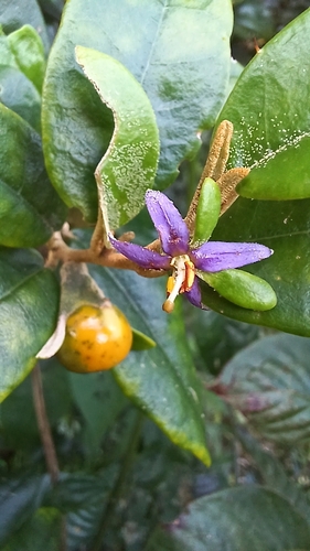 Solanum dendroicum, photograph 1